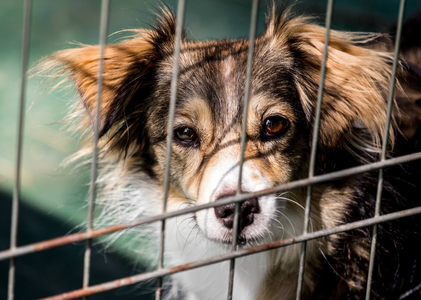 #adoptdontshop