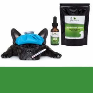 CBD for Pets